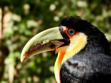 Foz do Iguazu parkında Toucan. Iguazu düşüyor. Brezilya 'nın doğanın yedi harikasından biri.