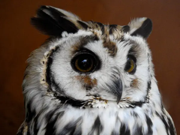 stock image Eared Owl, typical bird of south america rainforest. Asio clamator or Pseudoscops clamator