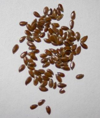 Omega 3, Omega 6 ve Omega 9 serilerinin yağ asitleri bakımından zengin olan Linum usitatissimum 'un resimlerini kapat.