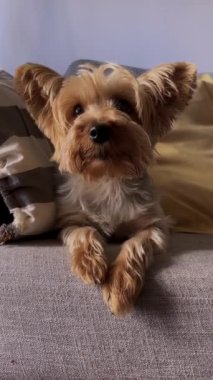 Yorkie kanepede oturup sahibini dinliyor. Evcil hayvan severler, veterinerler ve evcil hayvan tanıtımları için ideal bir çekim. Yatay ayak izi. Küçük Yorkie 'yi sakin ve özenli bir şekilde çek. Yavru köpek gibi sakin şirin anlar.