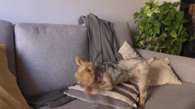 Yorkie oturma odasında boş bir şişeyle garip oynuyor. Köpek koltukta mutlu bir şekilde oynuyor. Hayvan severler, veterinerler ve evcil hayvan terfileri için mükemmel bir poz. Hayvanlarla eğlenceli bir oyun. Yatay ayar