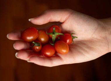 Sağlıklı taze yiyecek kavramı. Bir elde küçük domatesler. Durgun hayat. Bahçeden sebzeler. Yemek tarifi dergileri ve vejetaryen yemek promosyonları için kullanılır..