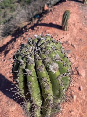 Autochthonous plants of Northern Argentina, Cardos, diversity of species. Arid climate with vibrant colors.Background for tourism promotio.Real picture clipart