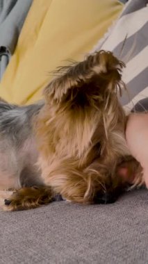 Yorkshire Terrier köpeği sahibinden sevgi görüyor. Gri bir sofaf üzerinde dinlenen bir köpek yavrusunun dikey görüntülerini kapatın. Yavru köpek sakinliğinin şirin anları. Sosyal medya hikayeleri için ideal bir format. Evcil hayvan severler, veterinerler ve evcil hayvan tanıtımları için kullanılıyor.
