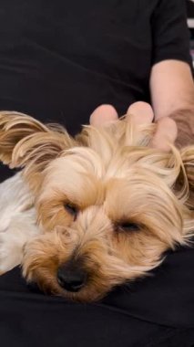 Sahibi olan bir köpek yavrusunun dikey görüntülerini kapat. Şirin köpek yavrusu sakinliği anları. Sosyal medya hikayeleri için ideal bir format. Evcil hayvan severler, veterinerler ve evcil hayvan tanıtımları için kullanılıyor.