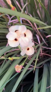 Dietes bicolor 'un yakın görüntüsü, dikey 4k video. Rüzgarda esen yaban gülü çiçekleri. Parkta açan sarı yabani göz. Ekinoks. Sosyal medya paylaşımları için arkaplan. 