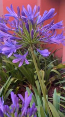 Bahar çiçeği konsepti. Güzel bir bahçede bahar mavisi çiçekler narin meltemde sallanan mavi çiçekler. Sosyal medya grafikleri için arka plan. 4k dikey video. Agapanthus praecox 