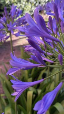 Güzel bir bahçede bahar mavisi çiçekler narin meltemde sallanan mavi çiçekler. Sosyal medya grafikleri için arka plan. 4k dikey video. Agapanthus praecox 
