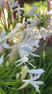 Narin rüzgarda sallanan narin çiçekler. Çiçek açan konsept. Güzel bir bahçede bahar beyaz çiçekleri. Sosyal medya paylaşımları için arka plan. 4k dikey video. 