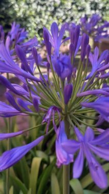Yumuşak esintide sallanan narin mavi çiçekler. Sosyal medya grafikleri için arka plan. 4k dikey video. Agapanthus praecox 