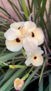 Bahçede açan egzotik çiçekler. Dietes bicolor 'un yakın görüntüsü, aynı zamanda Yellow Wild Iris olarak da bilinir. Parkta çiçek açıyor. Ekinoks. Sosyal medya paylaşımları için arka plan. Dikey 4k video.