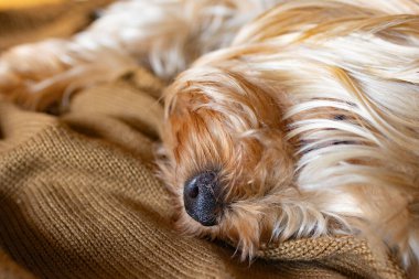 Şirin köpek moka renkli örgü dokuda dinleniyor. Gerçek yatay görüntü. Uzayı kopyala. Evcil hayvan severler resmi. Kahverengi konseptin sahatları.