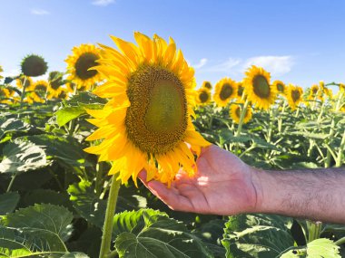 Biyo-yaz gününde ayçiçeği tarlası. Kırsalda yatay çiçek tarlası. Kırsal ürün tanıtımlarında kullanılan gerçek resim