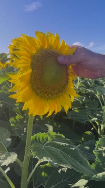 Agronomist ayçiçeğini güneşli bir günde teftiş ediyor. Ayçiçeği tarlasının dikey 4k görüntüsü. Kırsal alanda sarı çiçek tarlası. Kırsal ürün tanıtımlarında kullanılır.