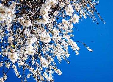 Badem ağaçlarının çiçekleri. Badem ağaçlarının açık pembe çiçekleri. Gerçek yatay fotoğraf. Bahar ve yaz kavramları için çiçekler ve doğa arka planı..