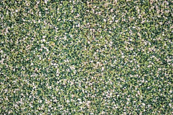 Kaba, organik yüzeyi olan taşralı granitin yüksek detaylı görüntüsü. Klasik veya dünyevi tasarım projeleri için doğal bir taş zemin olarak ideal. Gerçek yatay resim. Uzayı kopyala Grafiksel kaynak