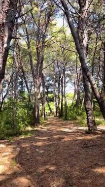 Güneşli bir günde huzurlu bir çam ormanının dikey görüntüsü. Uzun kozalaklı ağaçlar, sıcak doğal ışık ve sakin bir atmosfer. Arka plan kullanımı, doğa videoları, rahatlama içeriği, farkındalık görselleri veya sakin seyahat sahneleri için ideal.