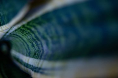 İlham verici, çevre dostu deniz mavisi tonu. Yatay çekim. Seçmeli odaklanma. Mavi-yeşil tonlar doğayı yansıtır. Ekolojik bilinçli tasarım kampanyaları yaratıcı bir stile sahiptir.. 