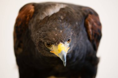 Keskin gözlü şeftali şahini