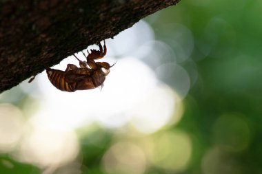 Güneş ışınları ve ağustos böceği kabuğu