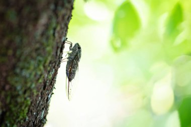 Ağacın gölgesinde ağustos böceği