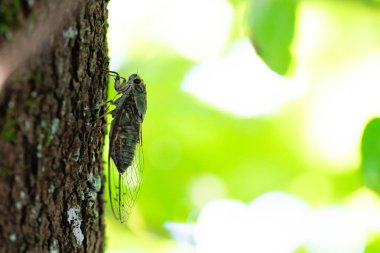 Ağacın gölgesinde ağustos böceği 