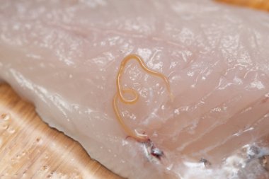 Anisakis çiğ balıkta parazit yapıyor. 