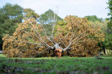 Kökünden kopmuş bir ağaç.
