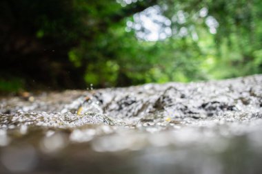 Nehirden akan suya yaklaş.