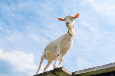 Beyaz keçi ve mavi gökyüzü