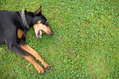 Doberman çimlerin üzerinde yatıyor