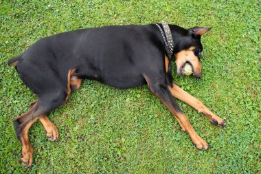 Doberman çimlerin üzerinde yatıyor