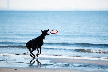 Köpek deniz kıyısında oynuyor.