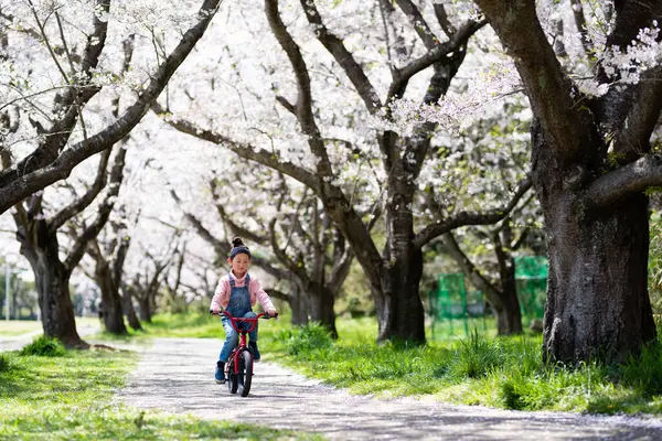 Asiático Joven Mujer Equitación Bicicleta Con Cerezo Flor Jardín — Foto de Stock