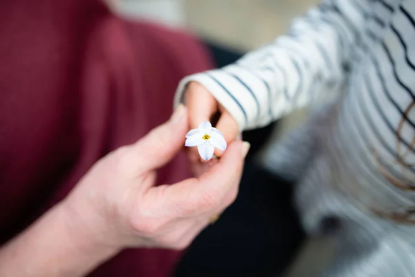a child and mother hands with   flower outdoors