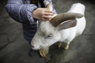 Kız keçiye dokunuyor