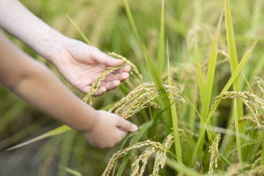 Eller tarlada pirince dokunuyor