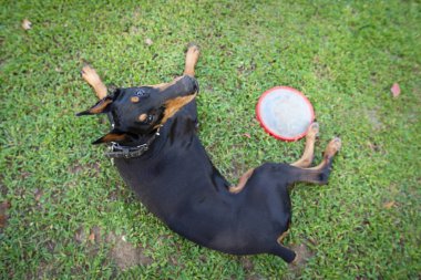 Doberman çimlere bakıyor