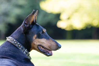 Doberman uzaklara bakıyor