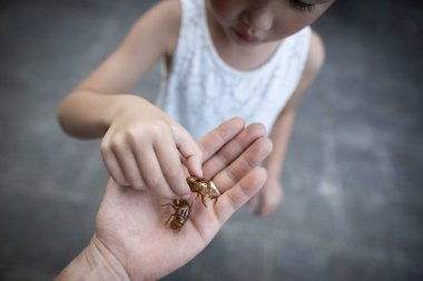 Ağustos böceği kabuğuna sahip bir ebeveyn ve çocuk.