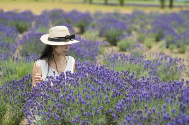 Güzel Japon kadın lavanta tarlasını görmek istiyor.