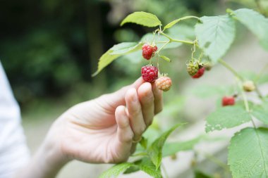 Elinde ahududu olan çocuk 