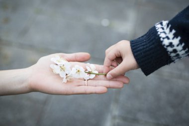 Bir çocuk annesinin eline kiraz çiçeği veriyor.