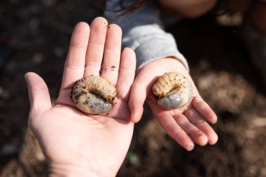 Ebeveyn ve çocuk elleri larvaları tutuyor.