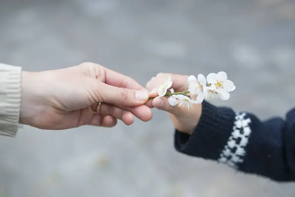 a child giving cherry  flowers to mother 's hand