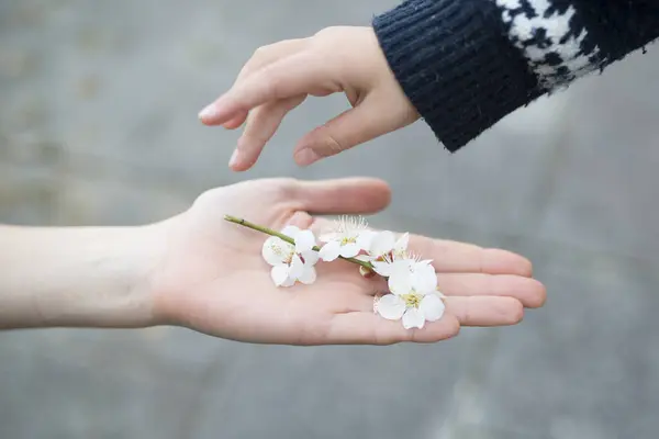 a child giving cherry  flowers to mother \'s hand