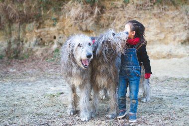 Kız ve İrlandalı av köpekleri iyi arkadaştır.