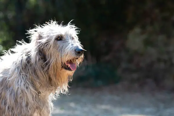 Irish Wolfhound Olhando Para Distância — Fotografia de Stock