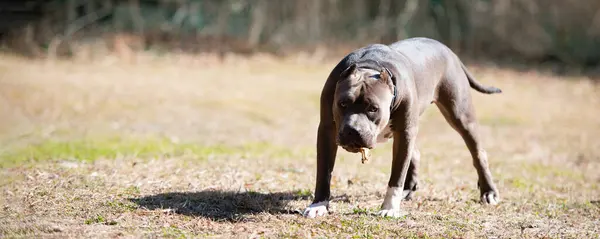Pitbull Terrier Andando Campo — Fotografia de Stock