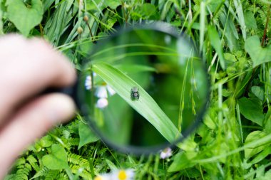 Büyüteçle küçük bir örümcek görmek